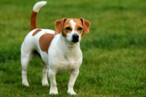 Гладкошёрстный джек-рассел-терьер