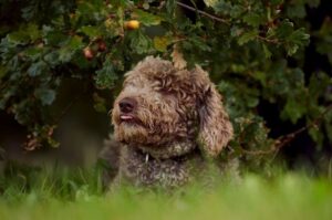 Испанская водяная собака: описание и характер