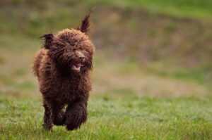 Испанская водяная собака бежит по траве