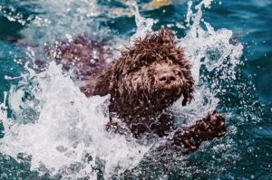 Испанская водяная собака в воде