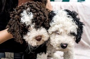 Два щенка испанской водяной собаки