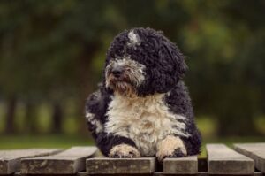 Фото испанской водяной собаки