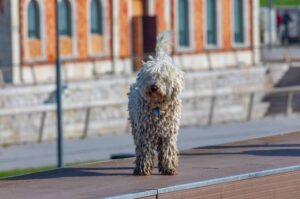 Портретное фото испанской водяной собаки