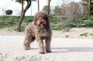 Фото испанской водяной собаки