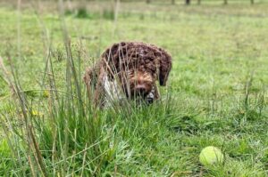 Испанская водяная собака играет с мячиком