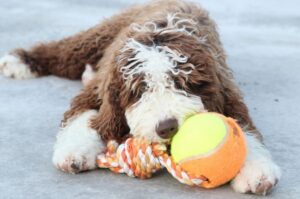 Испанская водяная собака с мячом