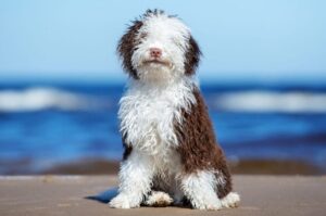 Красивая испанская водяная собака: фото