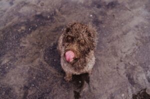 Порода испанская водяная собака