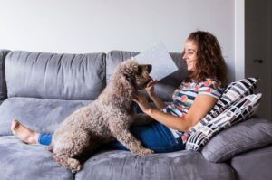 Испанская водяная собака лежит на диване с хозяйкой