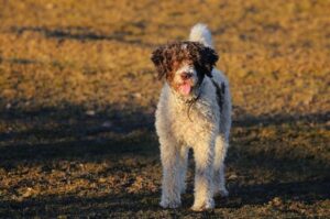 Испанская водяная собака: характеристика породы