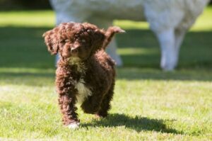 Щеночек испанской водяной собаки