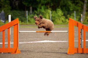 Испанская водяная собака аджилити