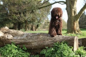 Испанская водяная собака: фото на природе