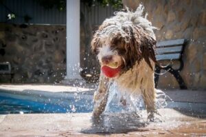 Щенок испанской водяной собаки