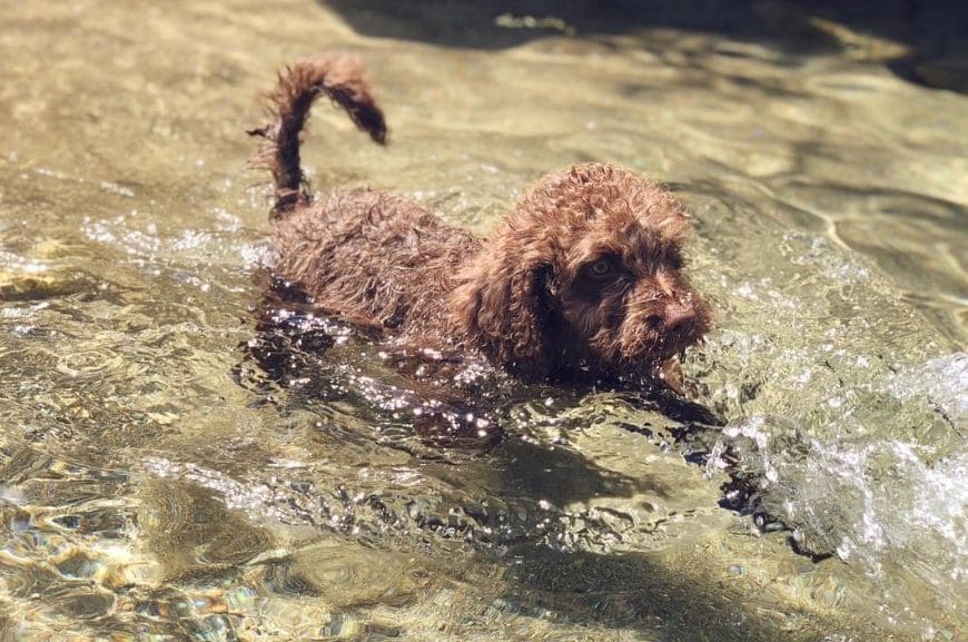 Испанская водяная собака плывет 