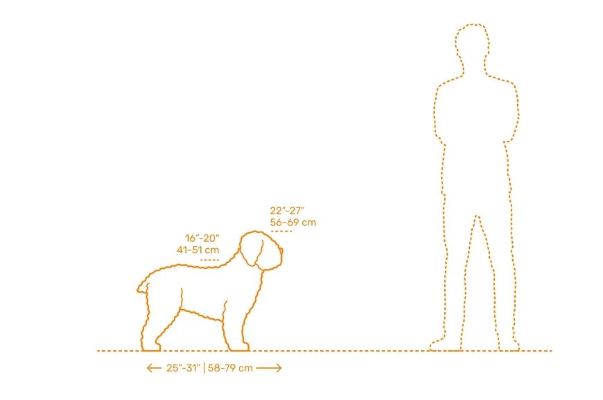 Размеры испанской водяной собаки