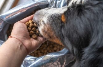 Какой корм для собак самый лучший по мнению ветеринаров