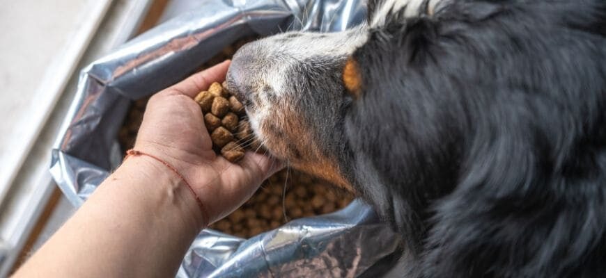 Какой корм для собак самый лучший по мнению ветеринаров