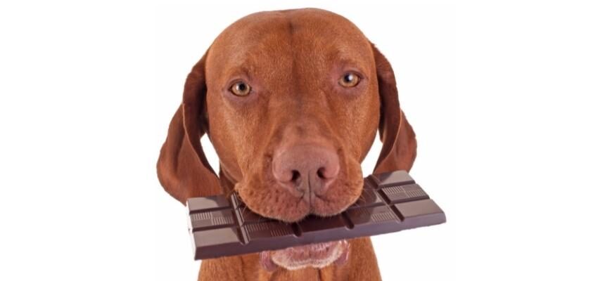 Почему собакам нельзя шоколад