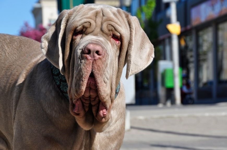Самая большая собака в мире – неаполитанский мастиф