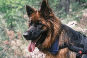 Фото немецкой овчарки Немецкая овчарка: фото