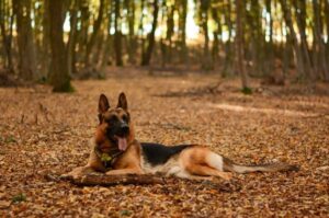 Немецкая овчарка: фото Немецкая овчарка: фото в лесу