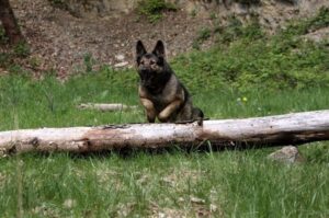 Немецкая овчарка в прыжке Немецкая овчарка