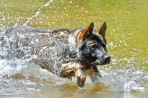 Немецкая овчарка в реке Немецкая овчарка купается в реке