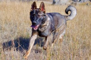 Порода немецкая овчарка Порода собак немецкая овчарка