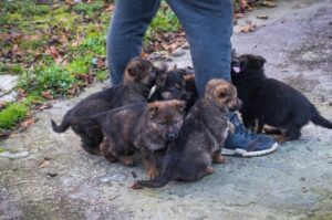Щенята немецкой овчарки Щенки немецкой овчарки