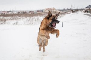 Немецкая овчарка в прыжке Немецкая овчарка: фото в прыжке