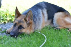 Немецкая овчарка: лежит на траве Немецкая овчарка – лежащая на траве