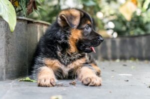 Щенок немецкой овчарки Немецкая овчарка: щенок