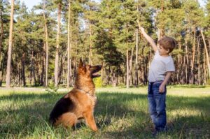 Немецкая овчарка с мальчиком Немецкая овчарка изучает команды