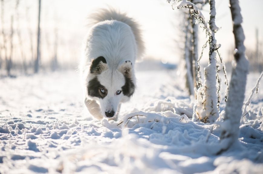 Охотничья собака якутская лайка 