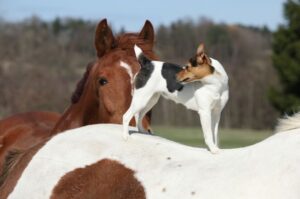 Парсон-рассел-терьер верхом на лошади Парсон-рассел-терьер – фото верхом на лошади