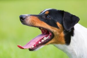 Парсон-рассел-терьер с открытой пастью Собака парсон-рассел-терьер с открытой пастью