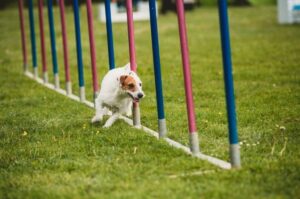 Парсон-рассел-терьер соревнование Парсон-рассел-терьер участвует в соревнованиях