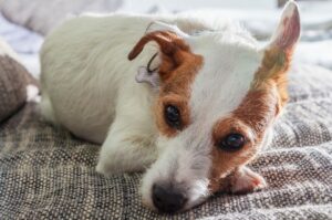 Парсон-рассел-терьер лежит на диване Парсон-рассел-терьер на диване