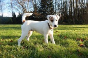 Порода парсон-рассел-терьер Порода собак парсон-рассел-терьер