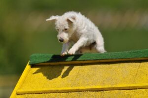 Парсон-рассел-терьер преодолевает препятствие Парсон-рассел-терьер