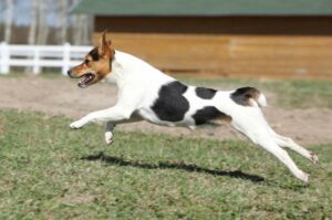 Стремительный парсон-рассел-терьер Парсон-рассел-терьер в прыжке
