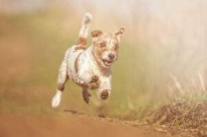 Бегущий парсон-рассел-терьер Парсон-рассел-терьер бежит по тропинке