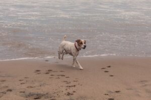 Парсон-рассел-терьер на морском берегу Фото парсон-рассел-терьер на морском берегу