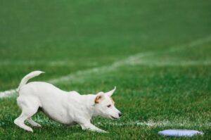 Парсон-рассел-терьер: фото Парсон-рассел-терьер: фото породы