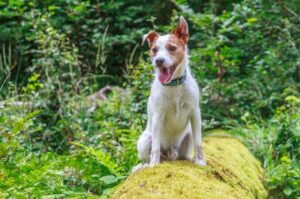 Парсон-рассел-терьер в лесу Парсон-рассел-терьер: фото в лесу