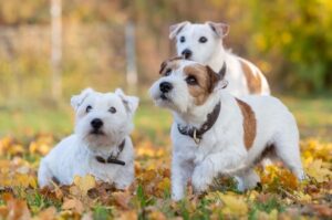 Три щенка породы парсон-рассел-терьер Щенята породы парсон-рассел-терьер