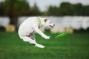 Порода парсон-рассел-терьер аджилити Собака парсон-рассел-терьер