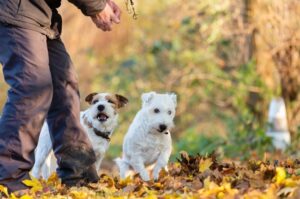 Щенки породы парсон-рассел-терьер Щенки парсон-рассел-терьера