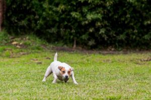 Порода собак парсон-рассел-терьер Порода парсон-рассел-терьер